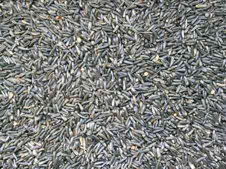 Niger Seed
