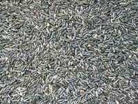 Niger Seed
