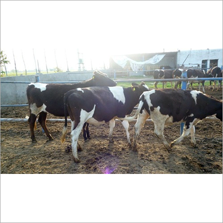 Indian HF Cow