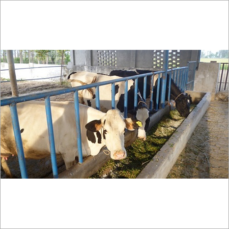 Cow Supplier