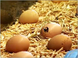 Hatched Chicken Eggs