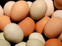 Hatched White Chicken Eggs