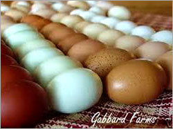 Hatched Poultry Chicken Eggs