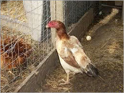 Hatched Aseel Breed Chicks
