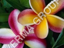 Perfume Frangipani Attar