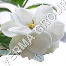Gardenia Perfume Attar Usage: Food Flavor