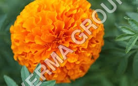Genda Attar