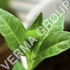 Yellow Hina Attar