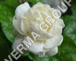 Islamic Bakhur Attar Usage: Personal Care