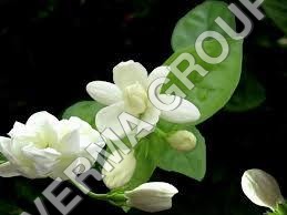 Perfume Jasmine Sambac Attar