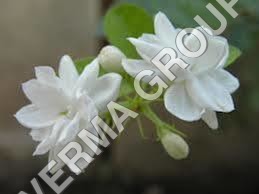 White Juhi Attar