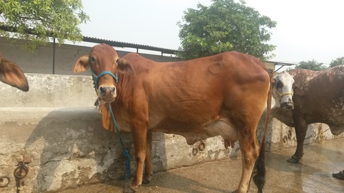 Sahiwal Cow 