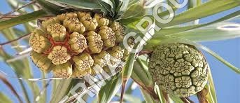 Kewra Attar of Kewra Flower