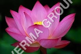 Lotus Perfume Oil Suitable For: Personal Care