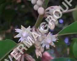 Purple Moulsree Attar