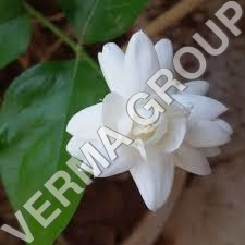 Mogra Attar - Sandalwood Infused Jasmine Oil | Deodorant, Natural Perfume, Alleviates Depression, Versatile for Personal Care & Cosmetics