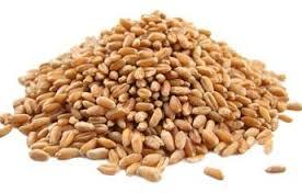 Wheat Seed