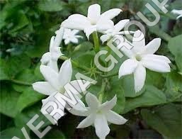 Pure Jasmine Oil Attar