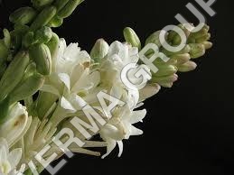 Rajnigandha Attar - Rajnigandha Flower Extract & Sandalwood Oil, Yellow Color & Floral Aroma | Traditional Preparation, Versatile Uses, Exotic Blend