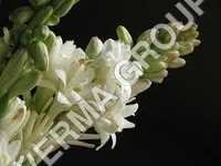 Rajnigandha Attar - Rajnigandha Flower Extract & Sandalwood Oil, Yellow Color & Floral Aroma | Traditional Preparation, Versatile Uses, Exotic Blend