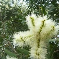 Niaouli Essential Oil