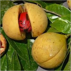 Nutmeg Essential Oil