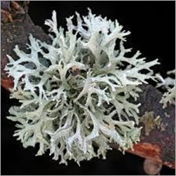 Oakmoss Oil