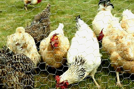 Chicken Mesh