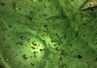 Xanthan Gum