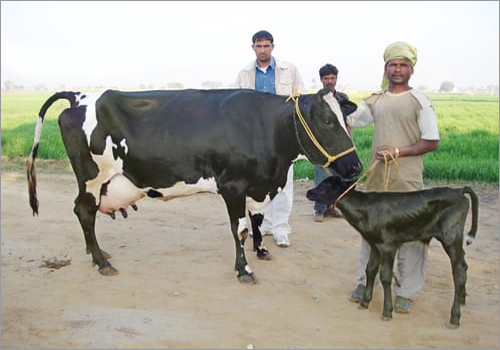 HF breed cows