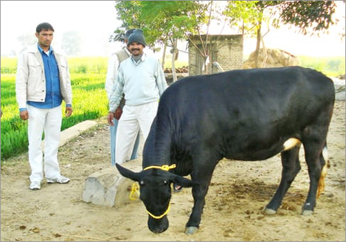 Black HF Cow