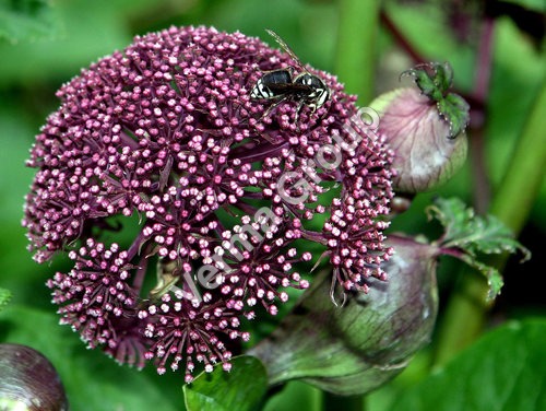 Angelica Root Absolute Oil