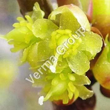 Benzoin Absolute Oil