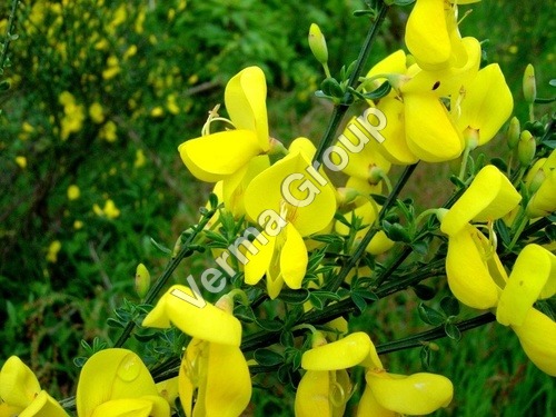 Broom/Genet Absolute