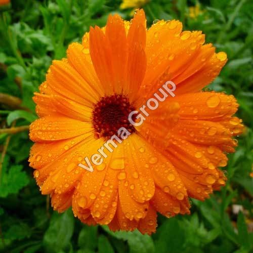 Calendula Absulute Oil