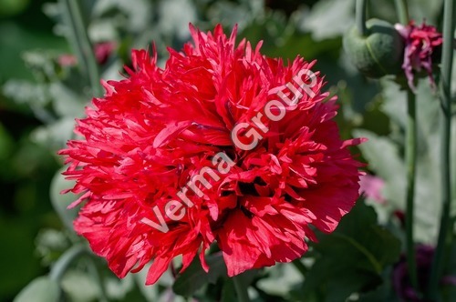 Carnation Absolute Oil