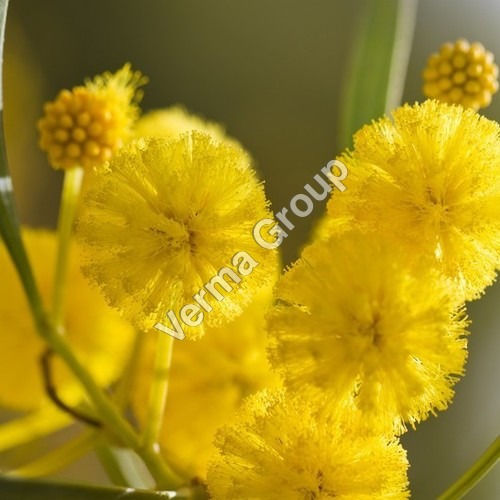 Cassie Flower Absolute Oil