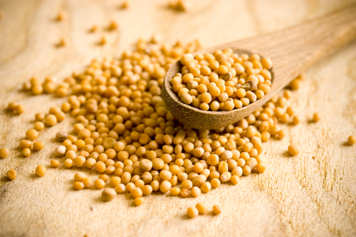 YELLOW MUSTARD SEED