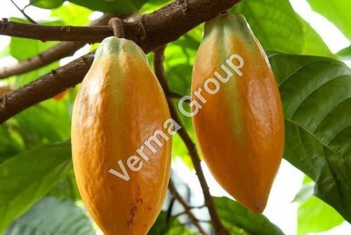 Cocoa Absolute Oil