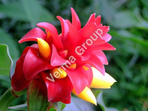 Costus Root Absolute Oil