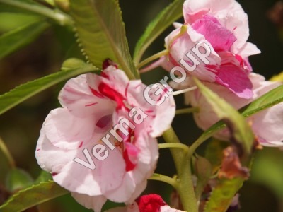 Fir Balsam Oil