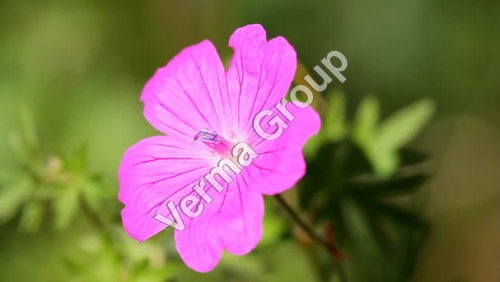 Geranium Leaf Absolute Oil