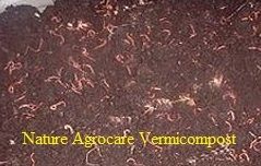 Vermicompost Fertilizer