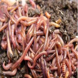 Vermicompost