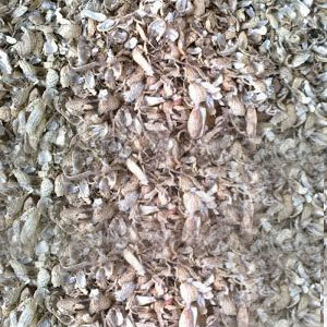 Peanut Husk