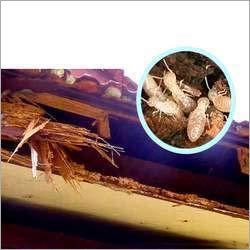 White Ants Control Services