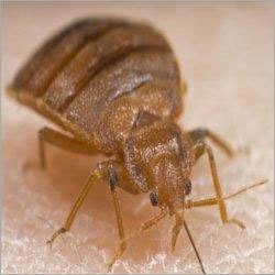Bed Bugs Control Services