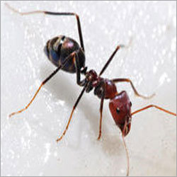 Ants Control Services
