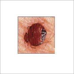 Bed Bugs Control Services