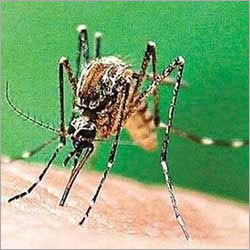 Mosquitoes Pest Control Services